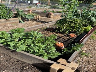 Fava Beans by Frankie Glass at Burbank Community Garden
