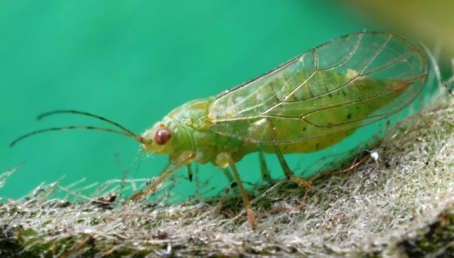 CapeBroomPsyllid_ArytinnisHakani_PeterCrispSARDI.jpg