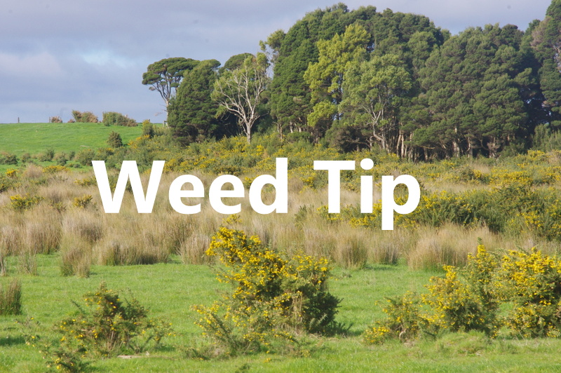 Spring Gorse Tips