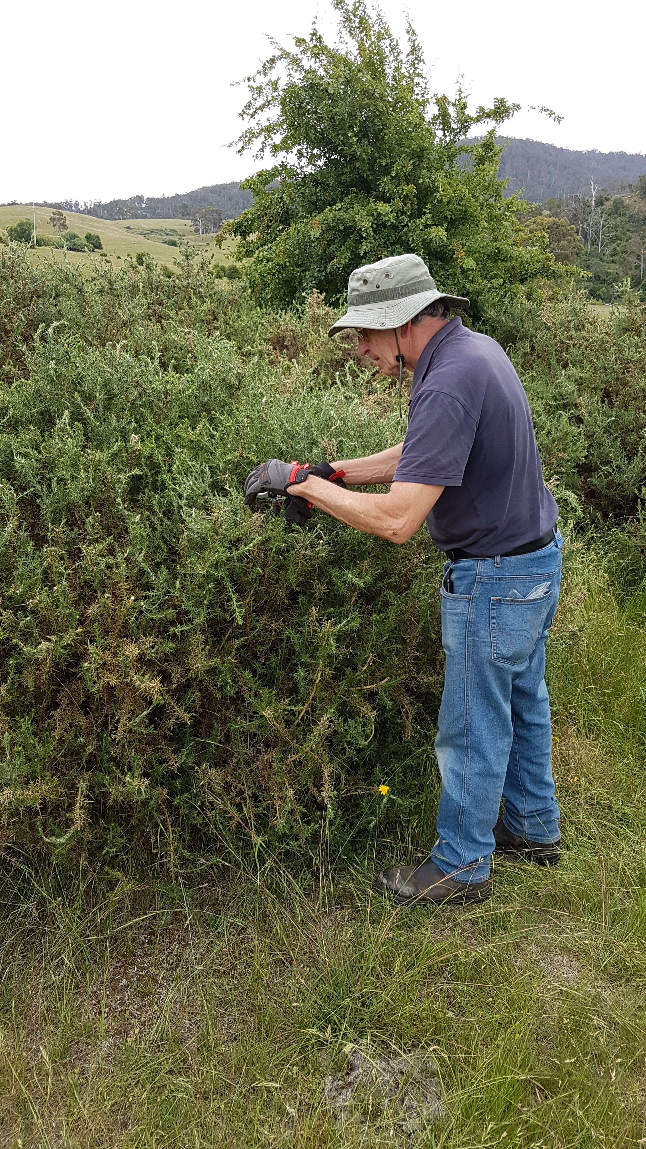 Soft Shoot Gorse Moth Getting Around the State