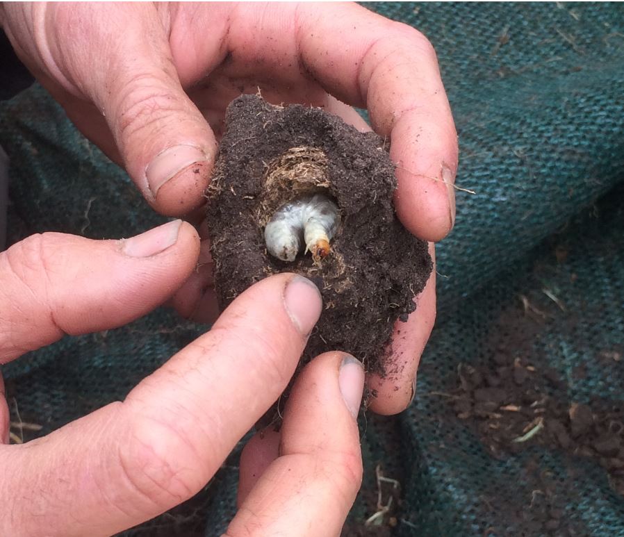 Clarendon Vale Dung Beetle Project Update