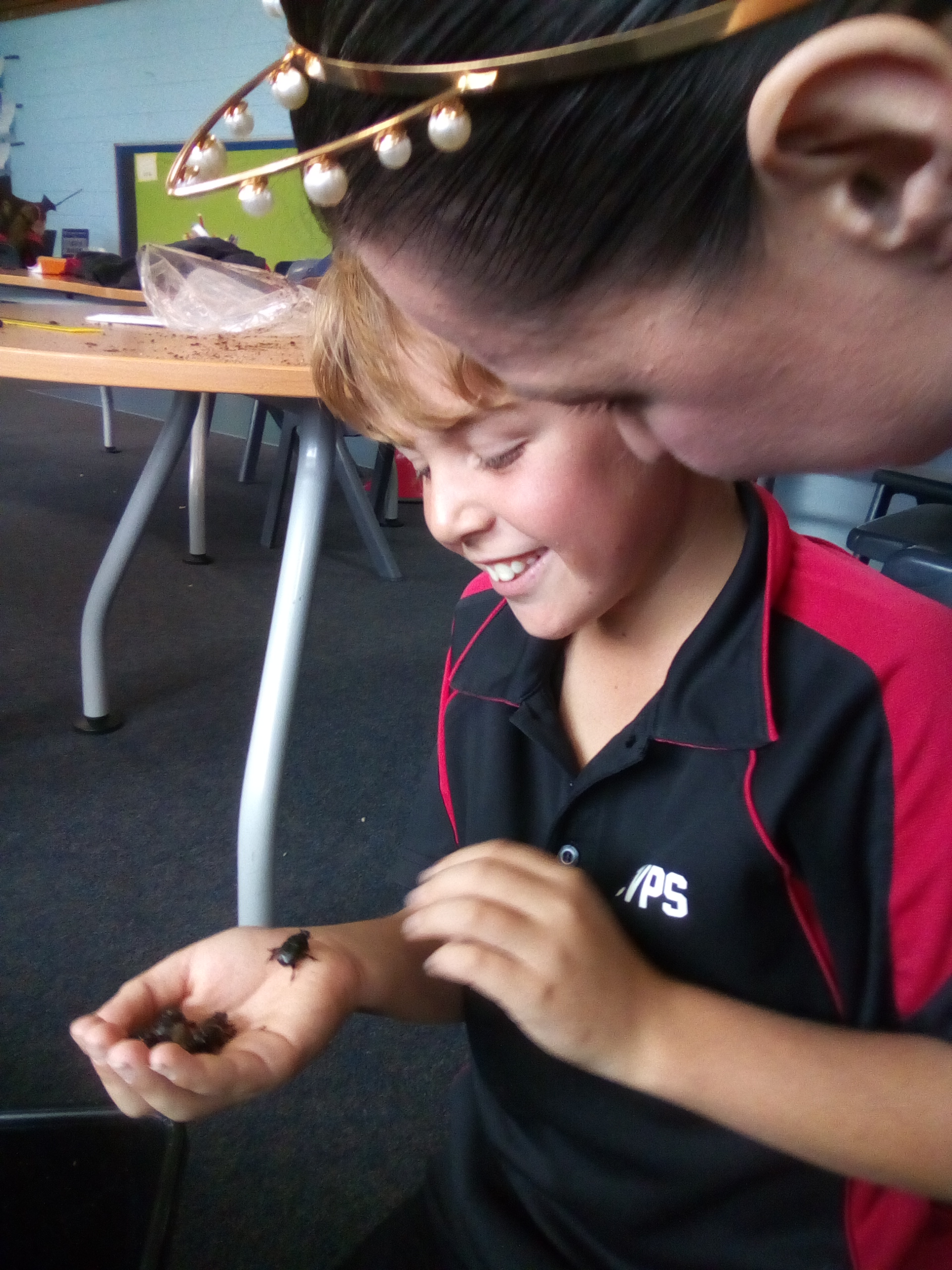 New Dung Beetles come to Tassie Farms