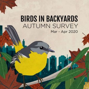 The birds of your backyard