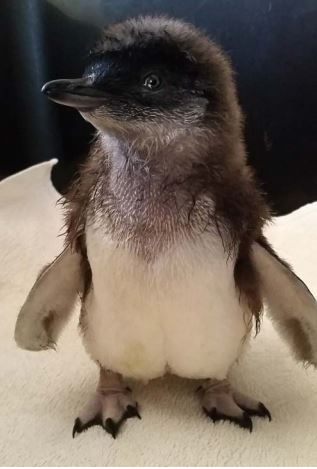 The little penguin that could, would, and did! 