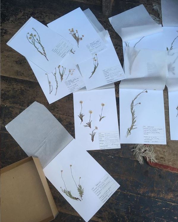 Island Seeds - how to make a herbarium