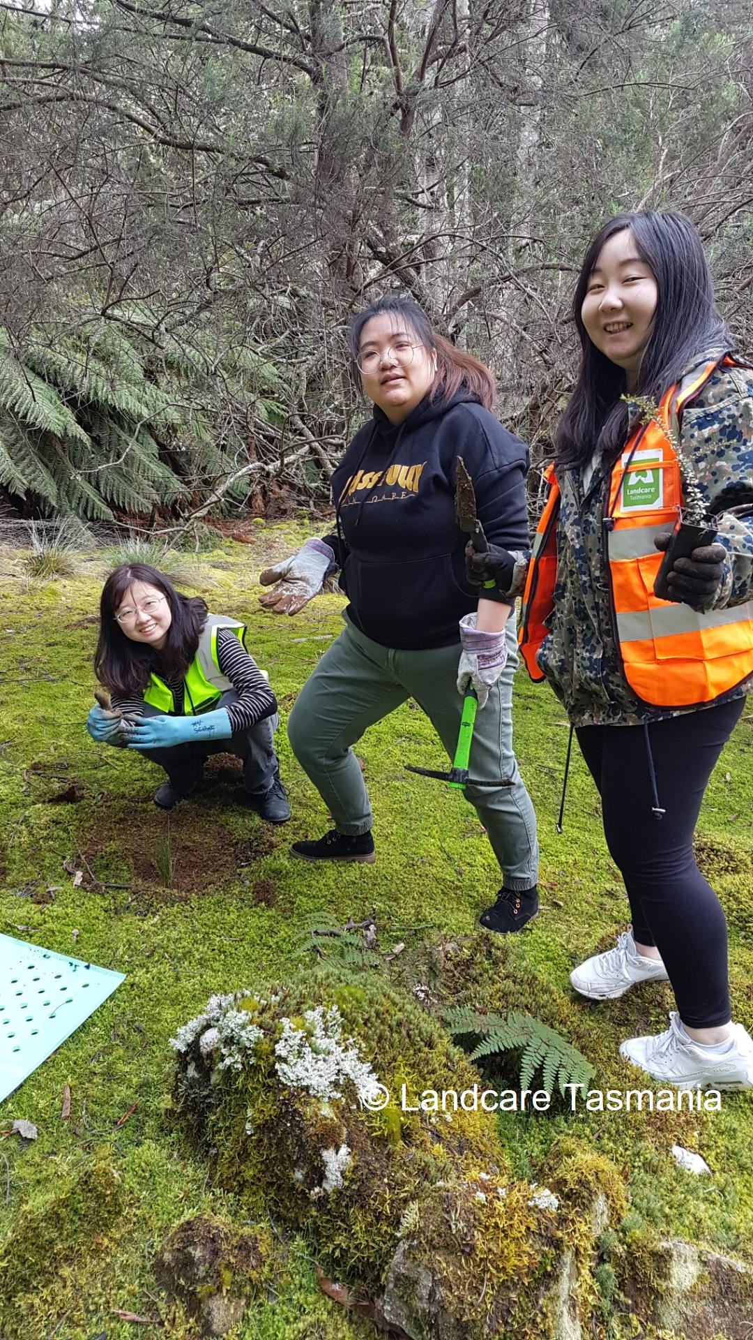 Myrtle Forest Planting 
