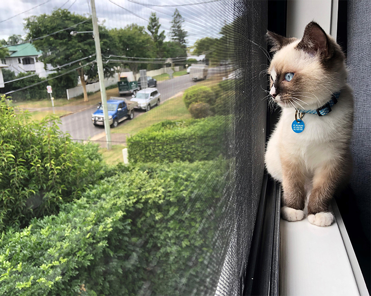 The Economic Impact of Cats 