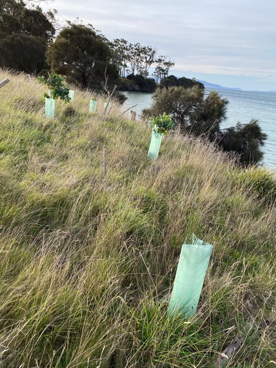 A Year of Revegetation 