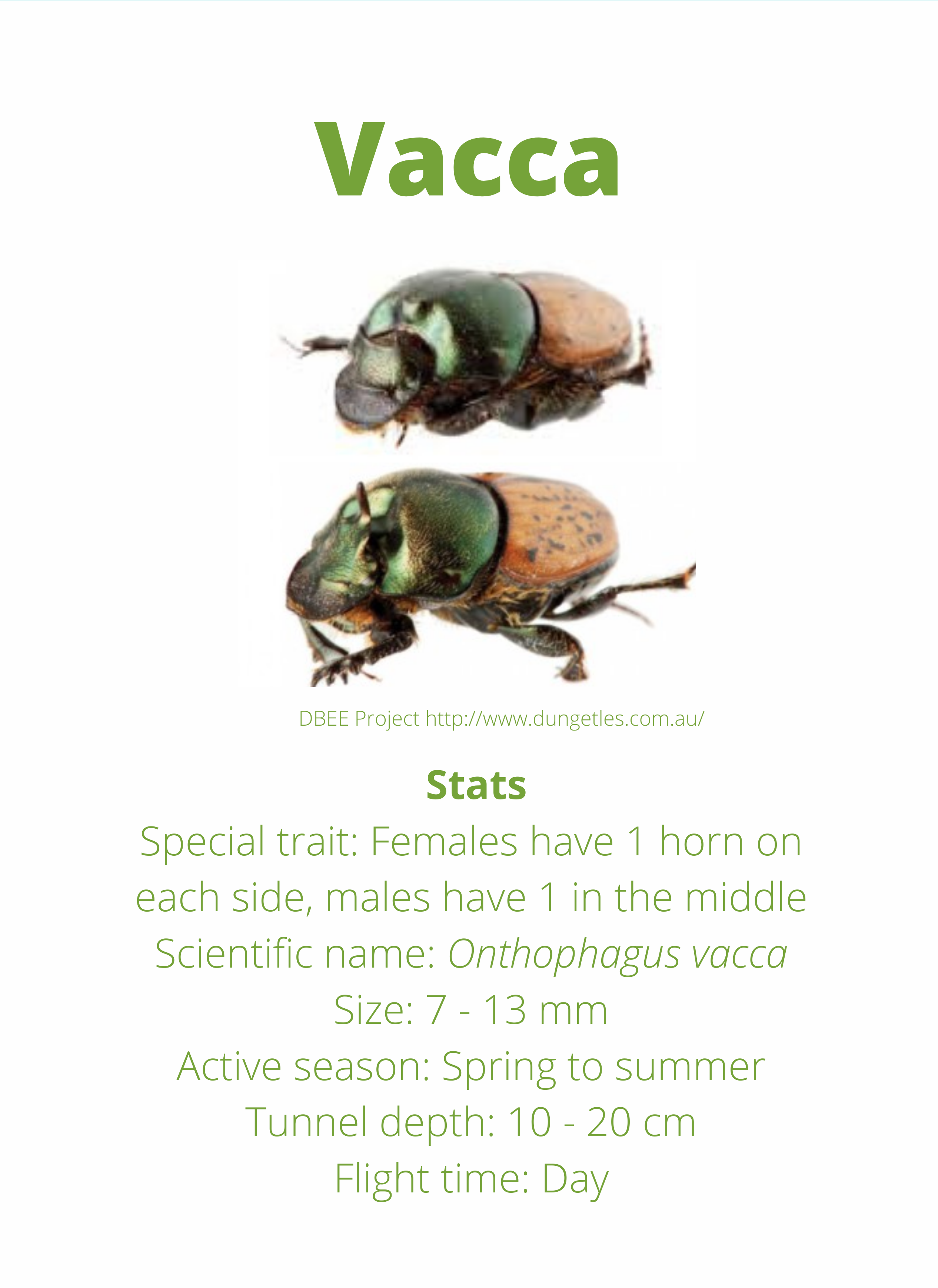 Dung Beetles - the 'ecosystem engineers'  