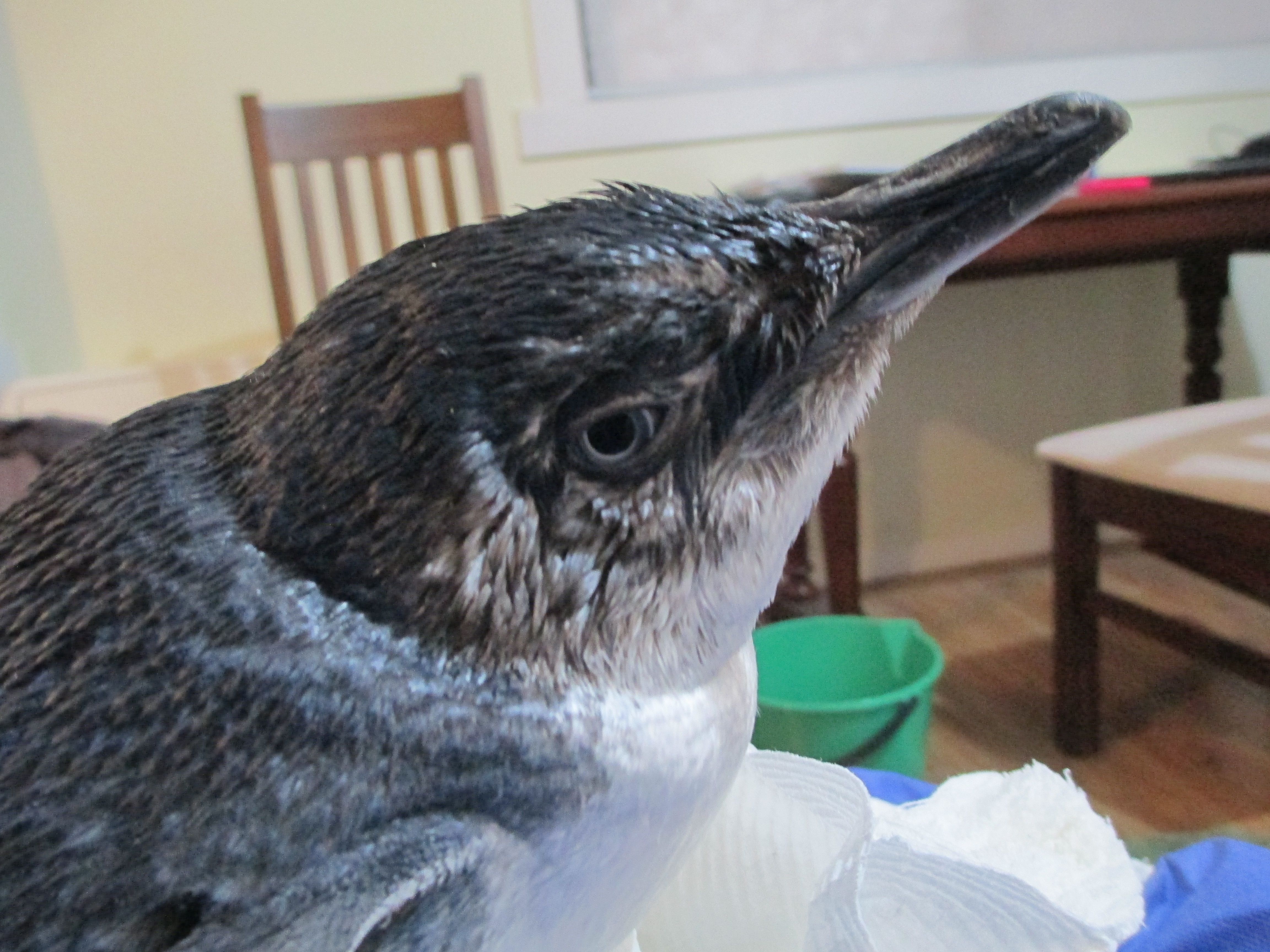 Arthur's Story - Penguin Rehab & Release 