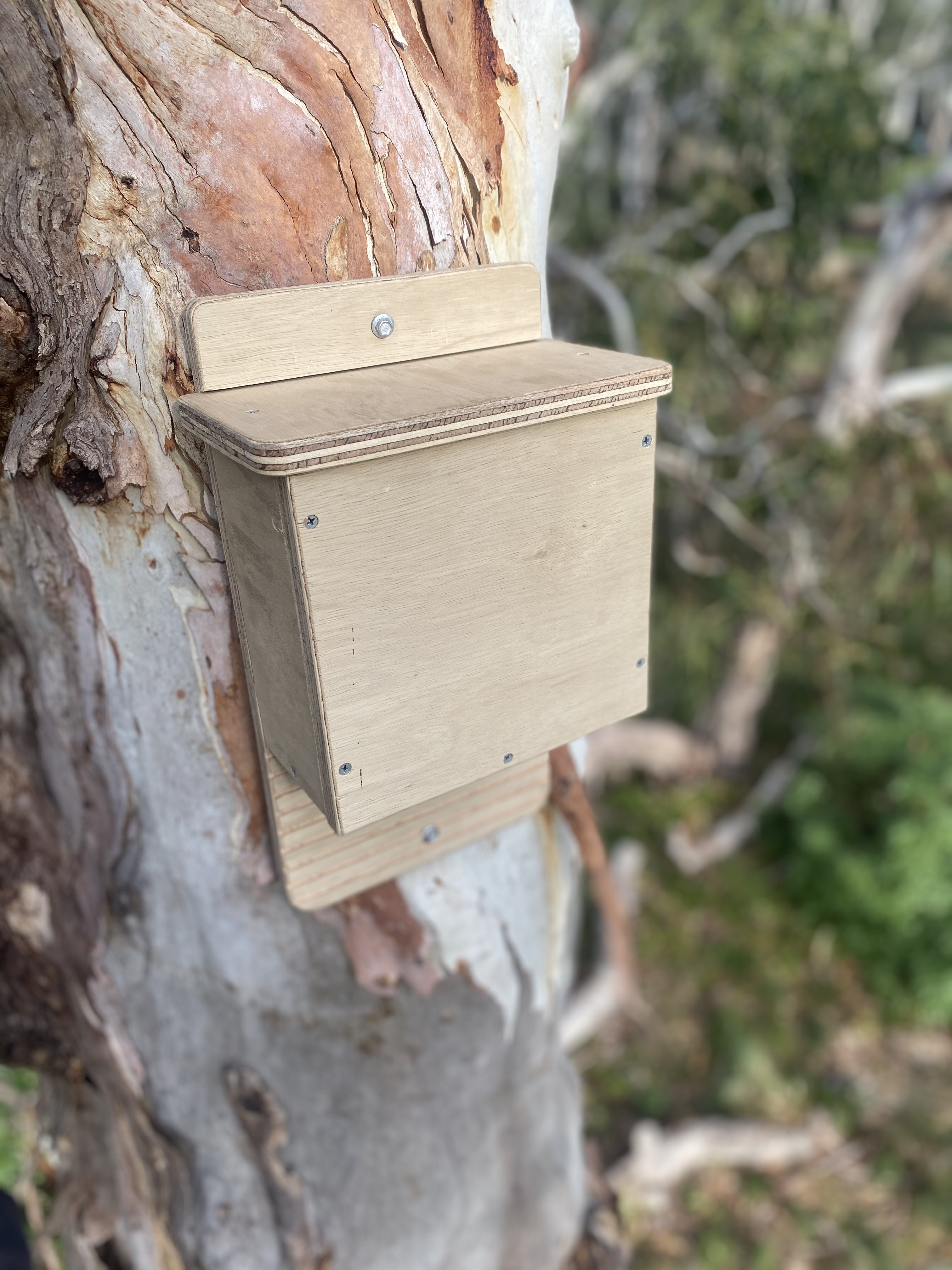 Old Growth Forests: No Substitute!