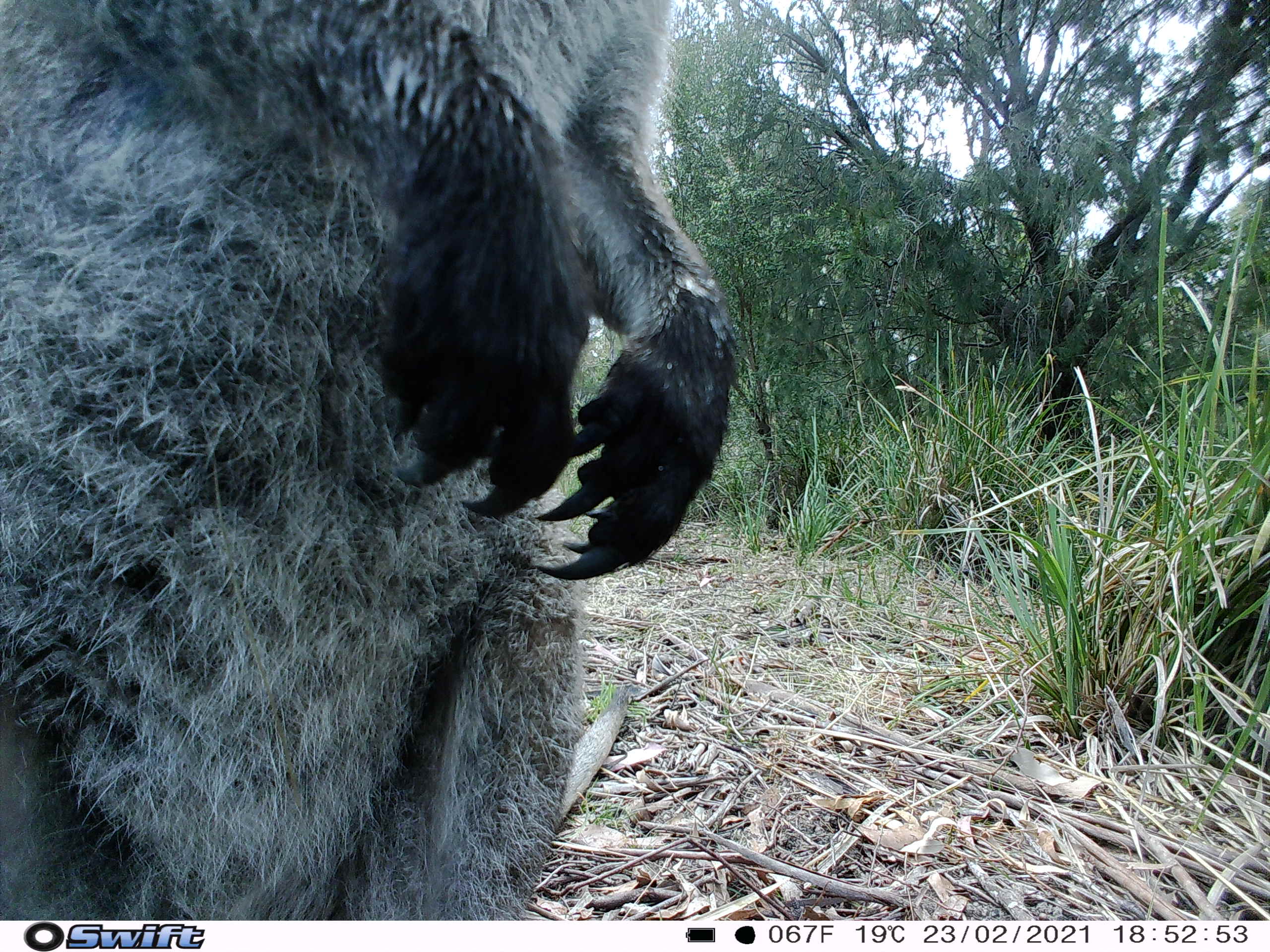 More Habitat for Berwick Bandicoots 