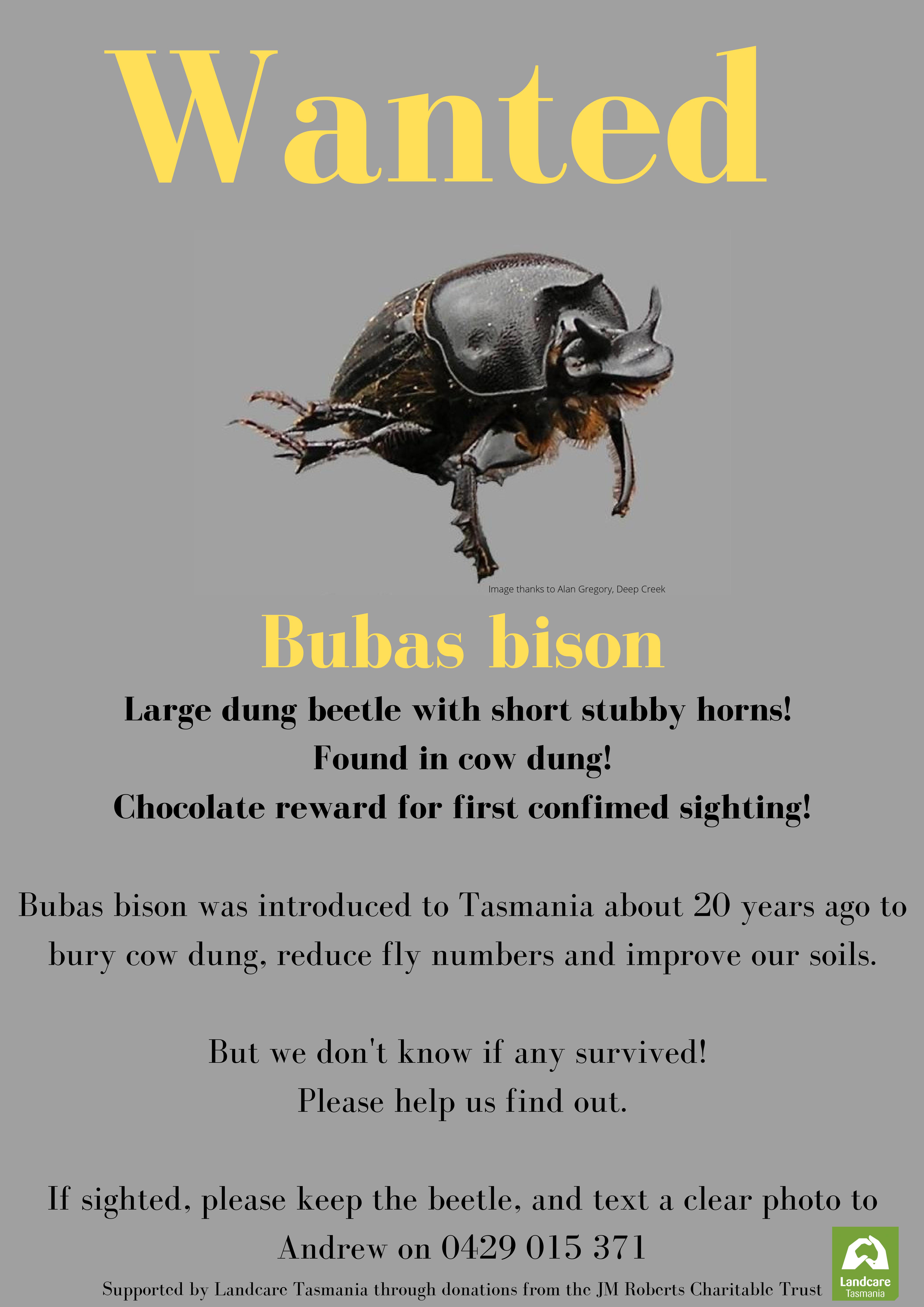 Search for Dung Beetle Begins 