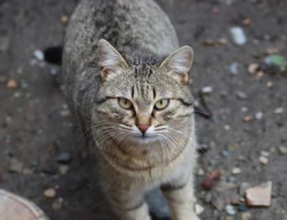 What are the Impacts of Feral Cats? 
