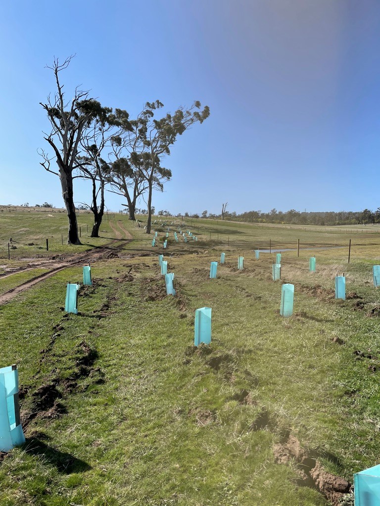 Planting at Myrtlewood 