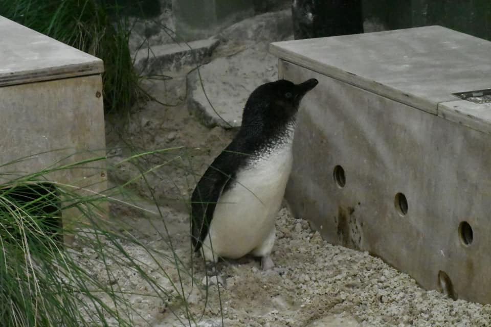 Penguin Rehab & Release - Harper's story 
