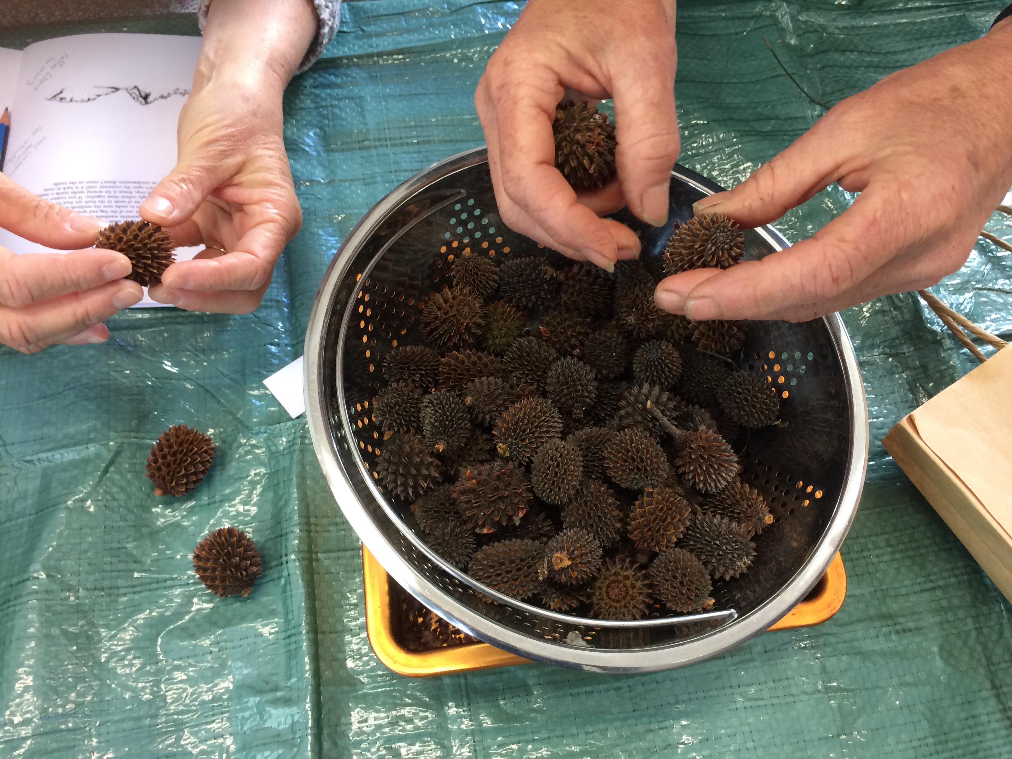 Native Seeds! Collection, storage and propagation with Ruth Mollison 