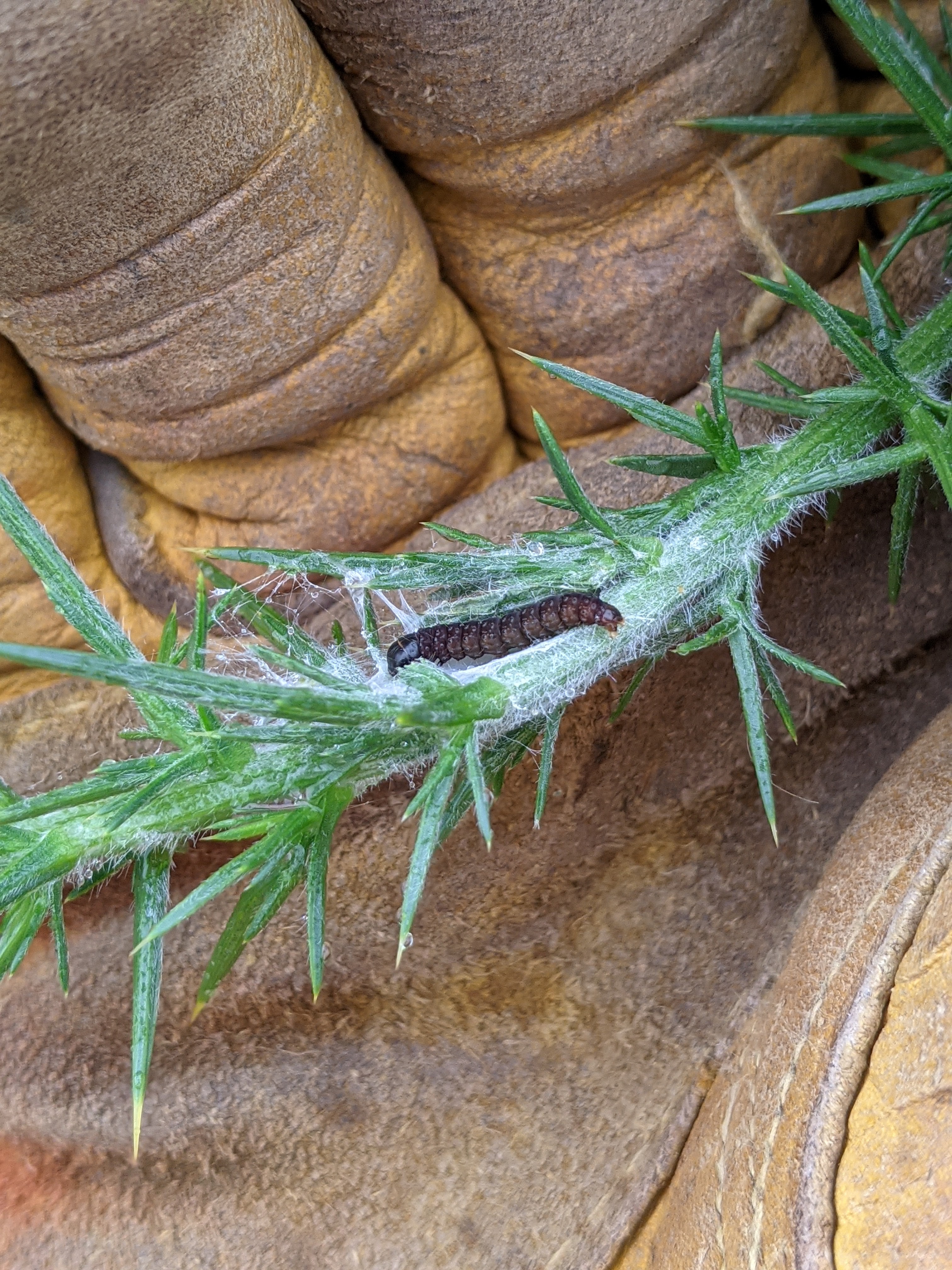 Will this moth help wipe out gorse? 