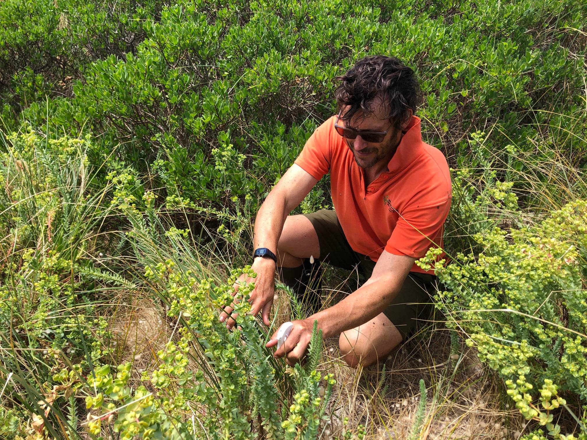 Will this fungus stamp out Sea Spurge? 