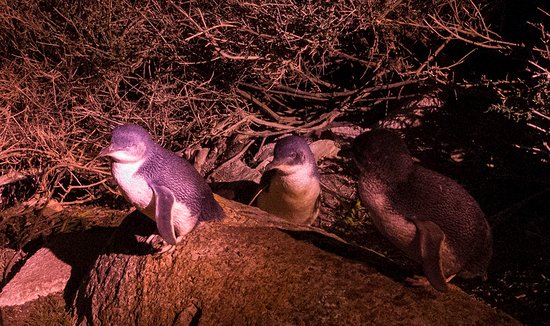 Happy World Penguin Day!