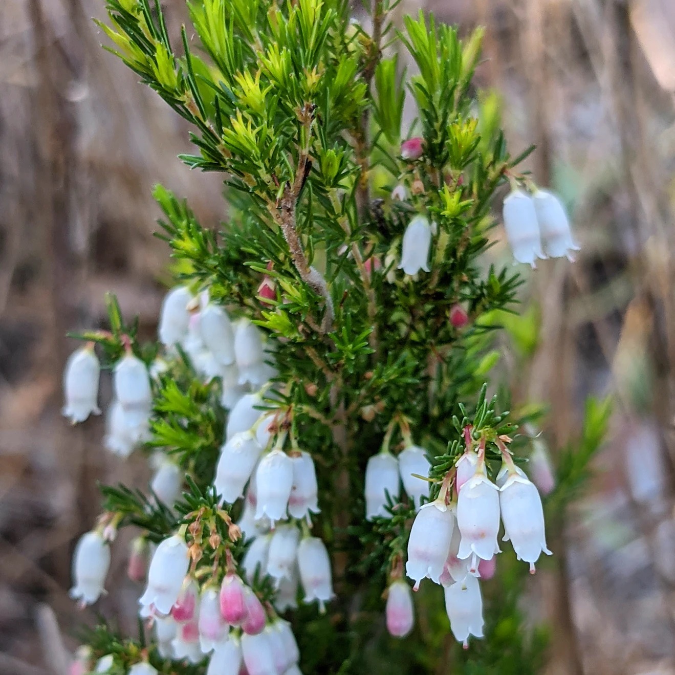 Joining Forces to Fight Spanish Heath 