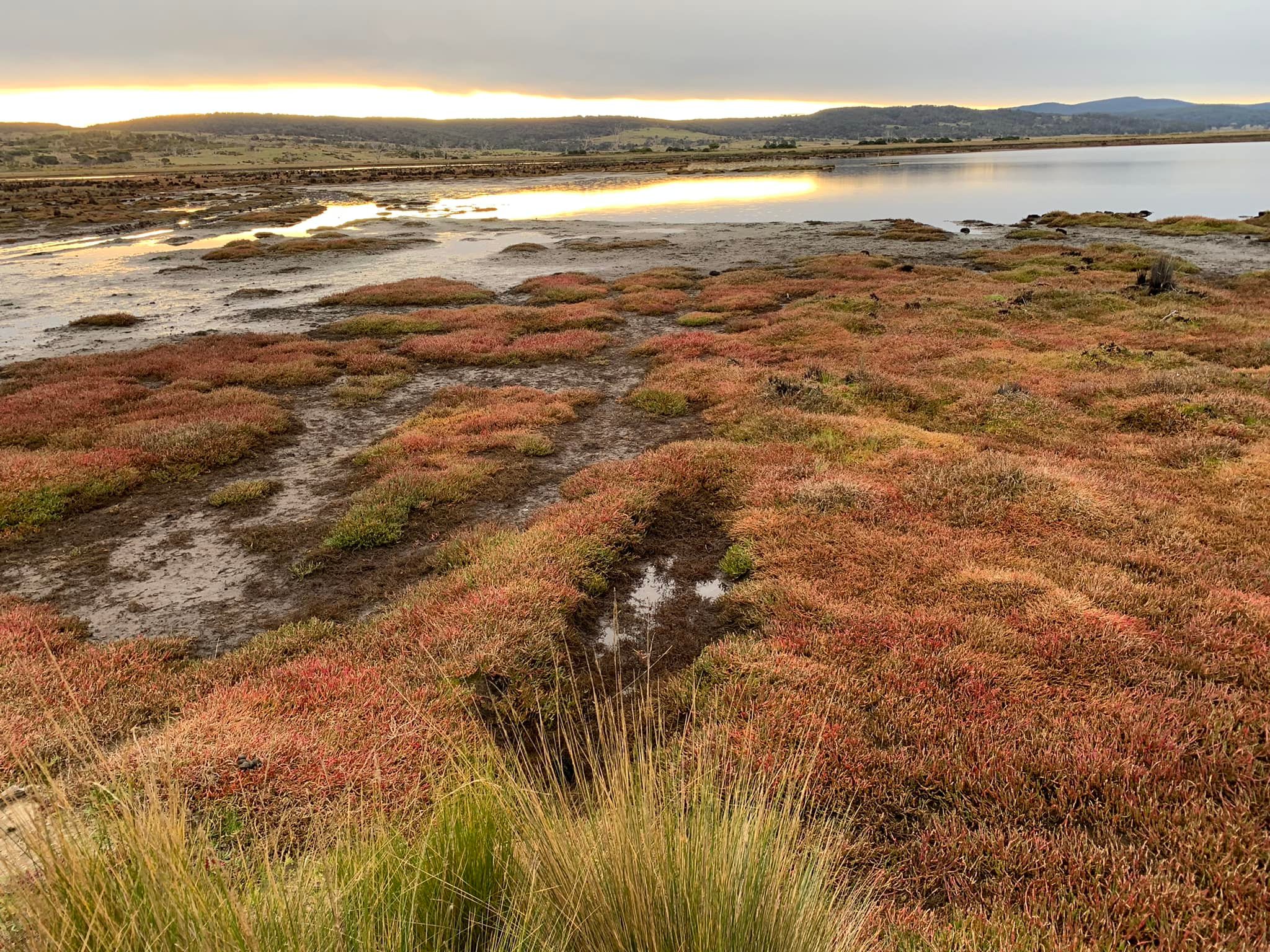 Wetland Restoration Workshops