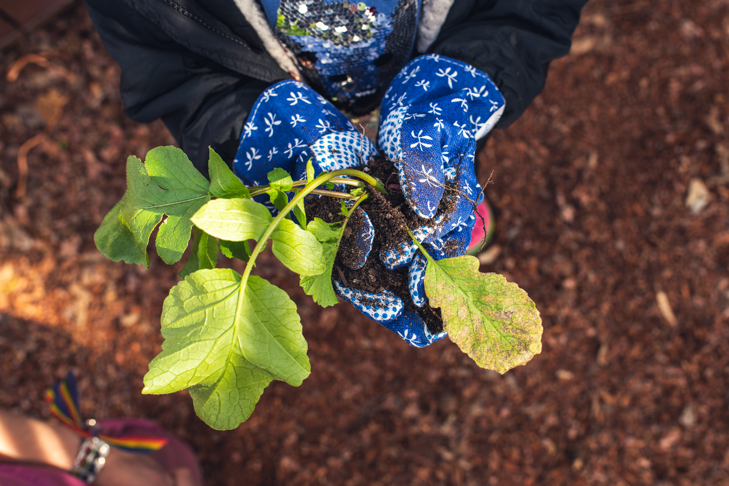 Ode to Trees - Our Top 10 Reasons for Adoring Trees 