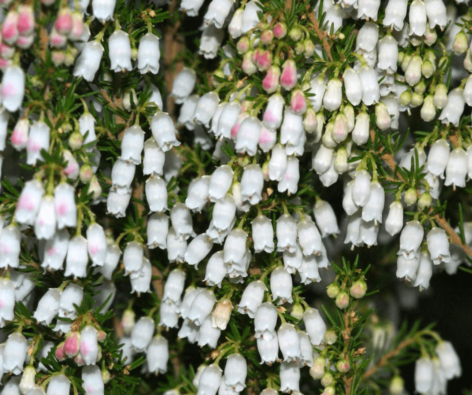 How to Keep Spanish Heath at Bay This Winter