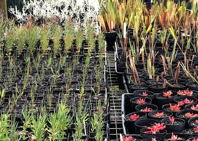 Understorey Network Nursery - order now for 2023 