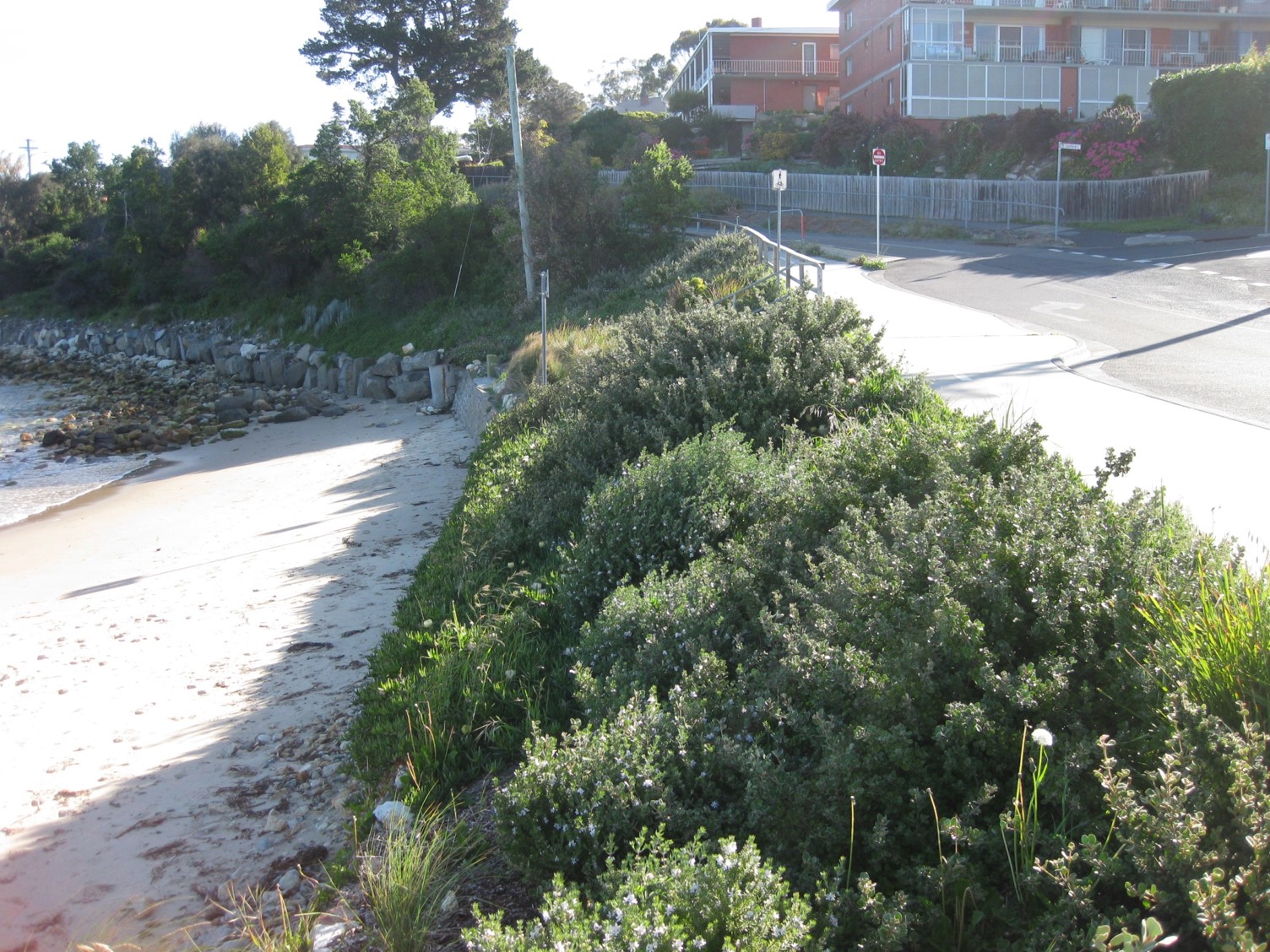 Bellerive Bluff Land and Coastcare - Celebrating 21 Years