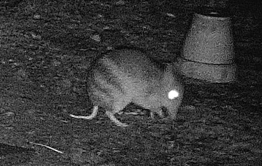 Camera trapping: Nierinna Creek Valley