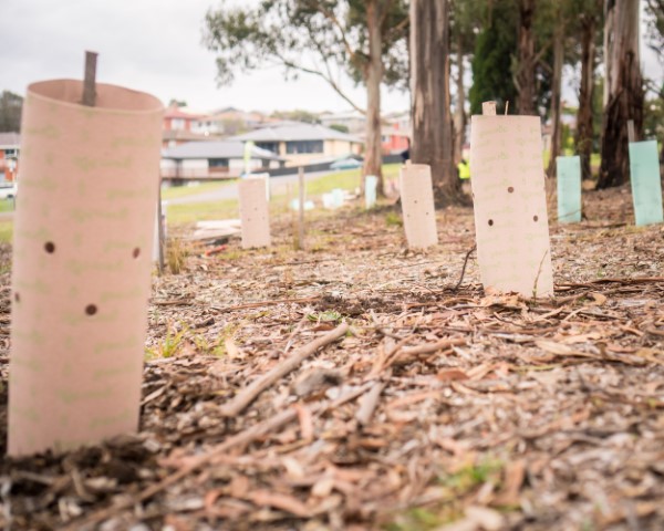 Wholesale Tree Guards And Stakes