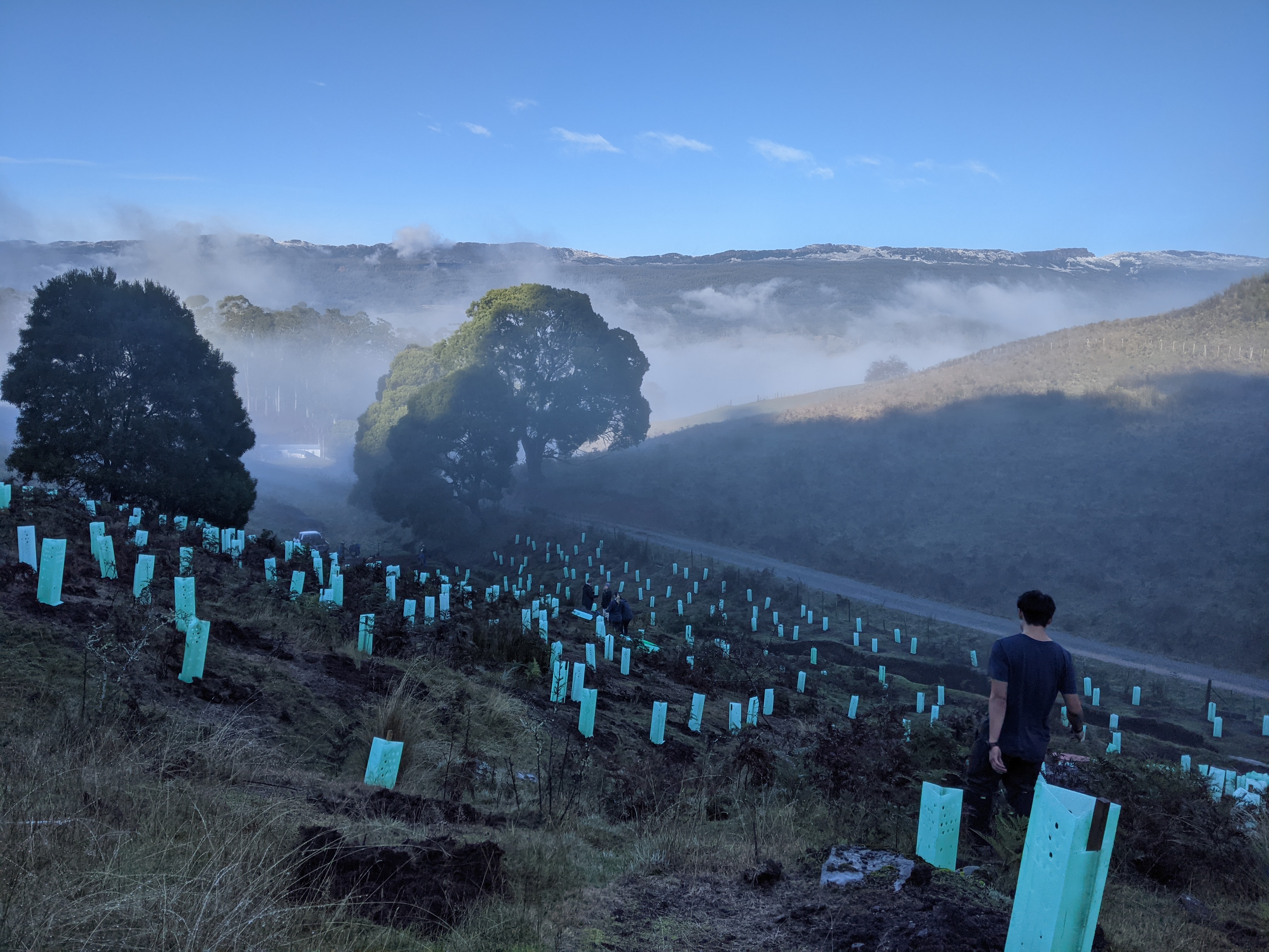 Kids help plant 1,000 trees 