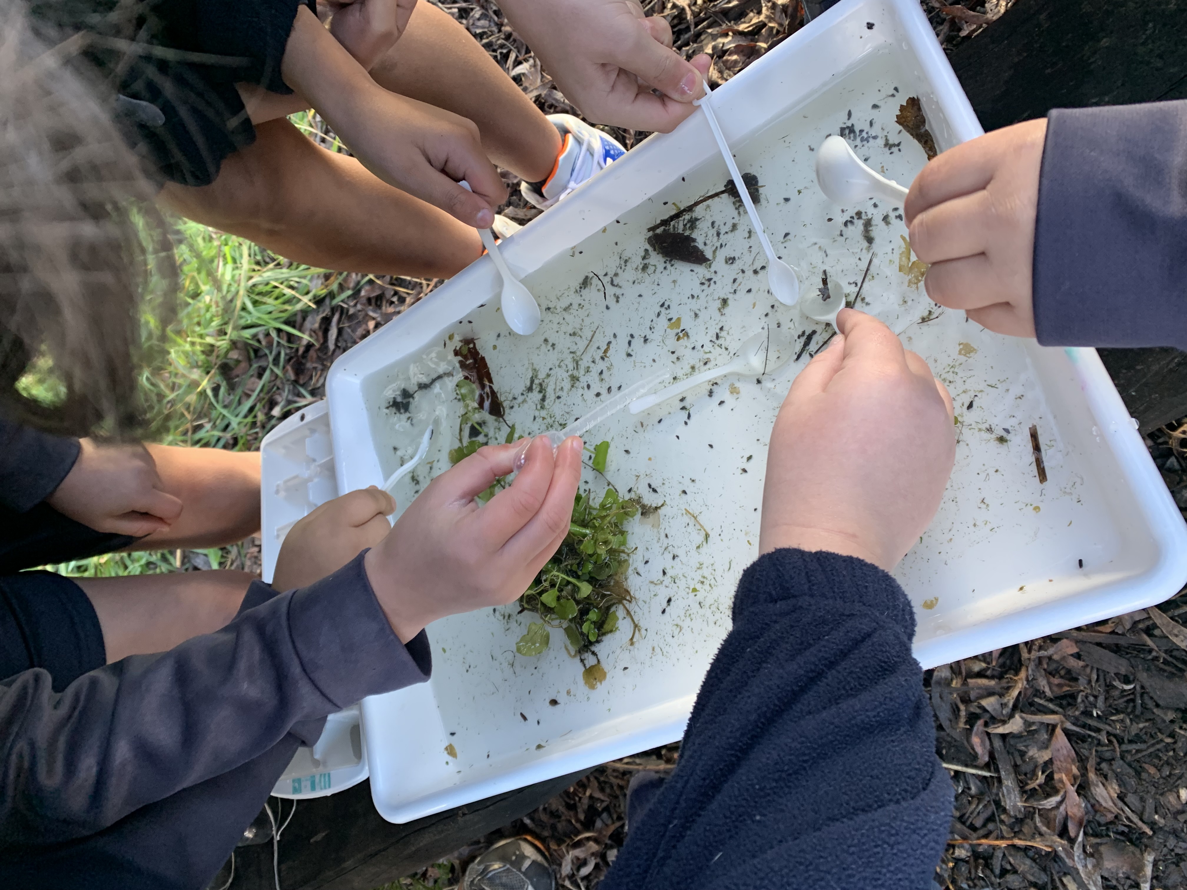 Cultivating Environmental Stewardship: Launching 2023 School Landcare Program
