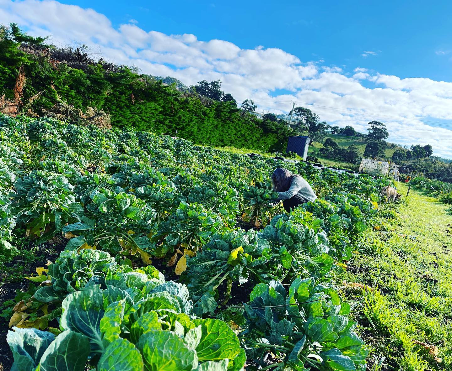Future Food: A Market Garden Workshop 