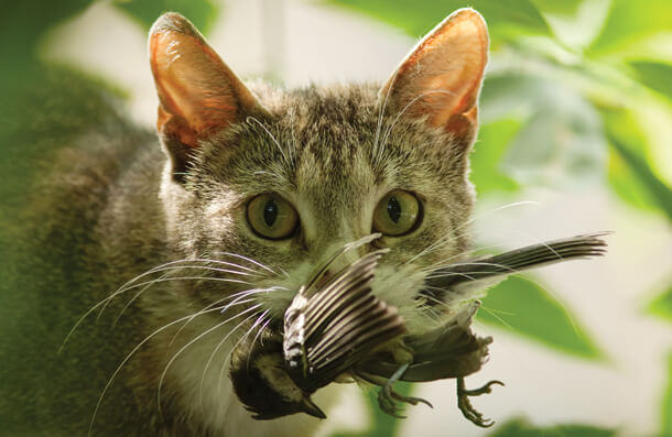 Workshops for practical action on feral cats 