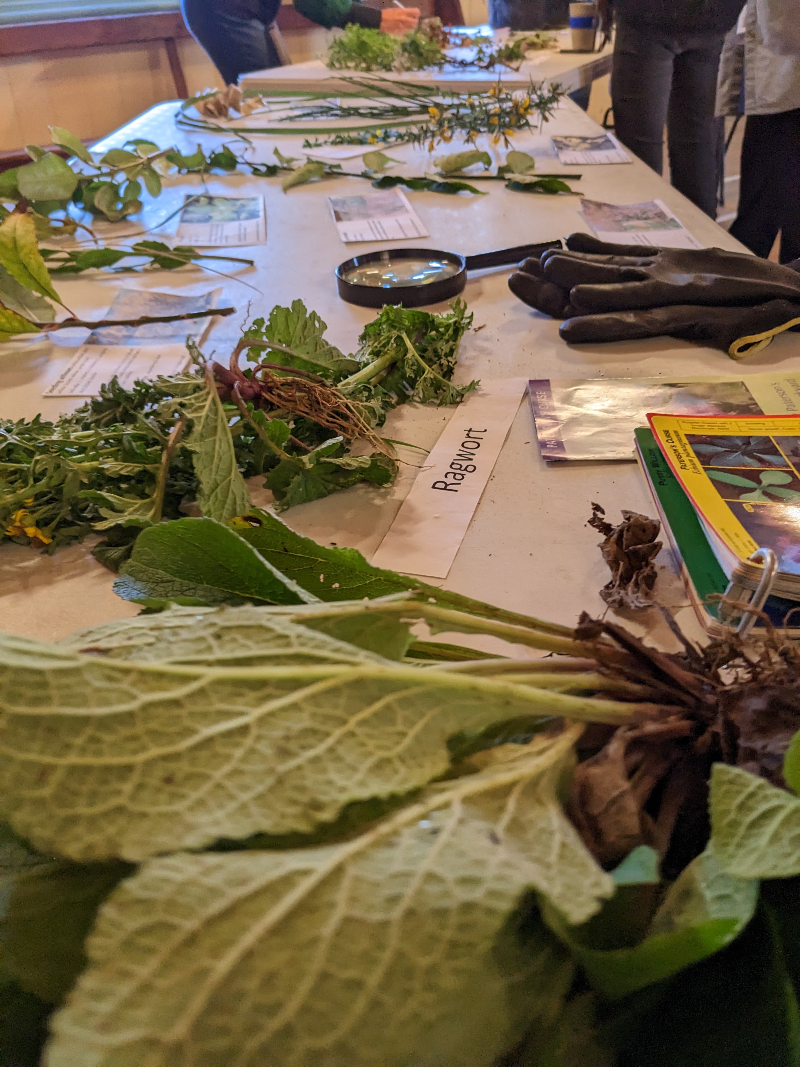 Weed ID Workshop #1