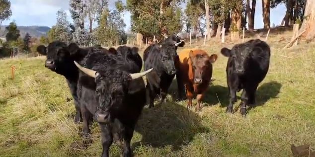 Regenerative Agriculture with Celia Leverton 