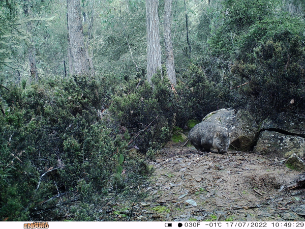 Order Wildlife Cameras