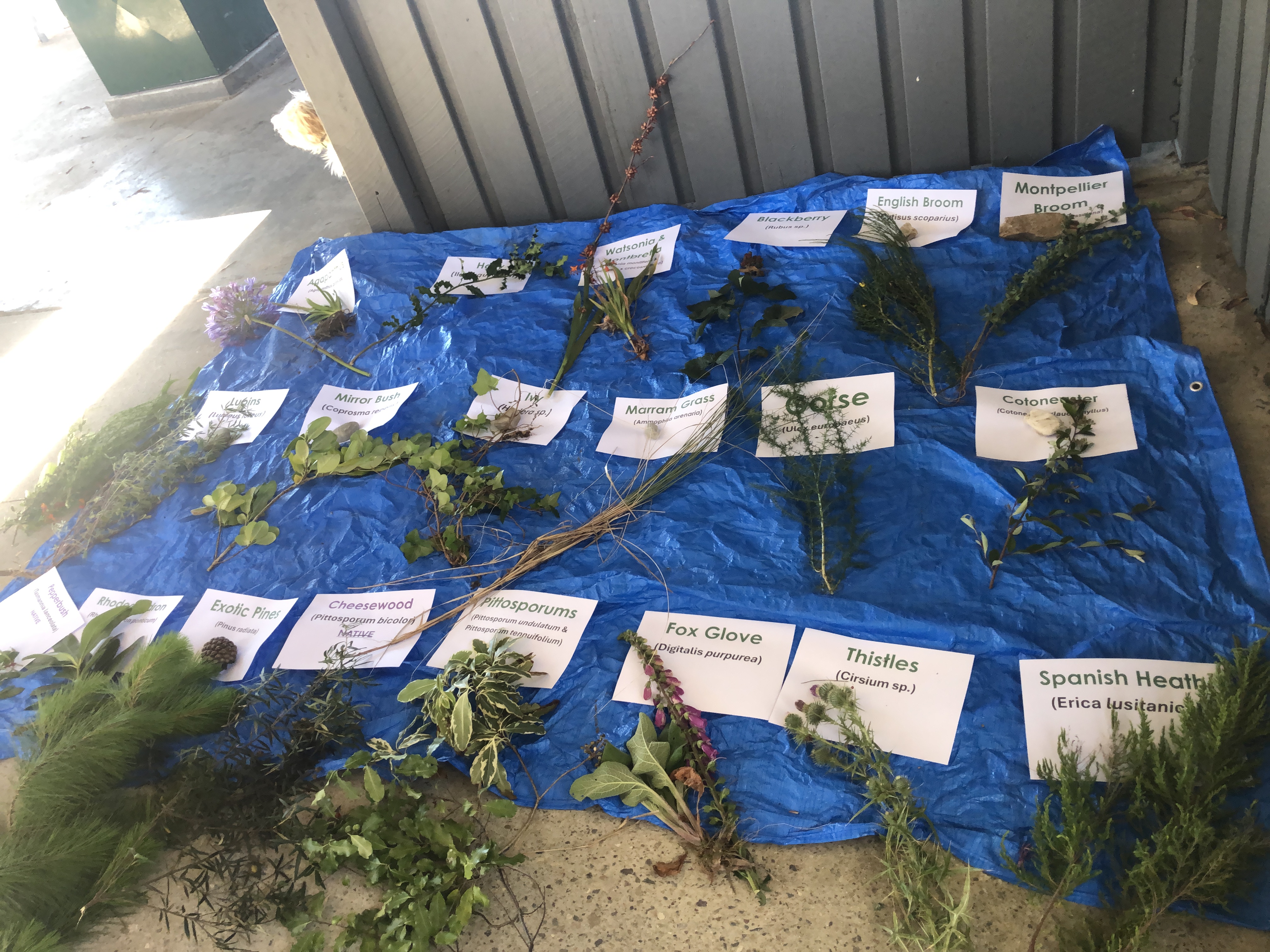 West Coast Weeds workshop