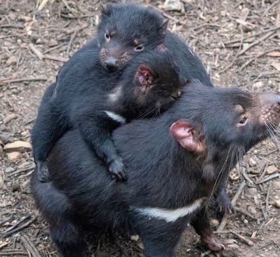 Importance of Devils in keeping feral cats in check