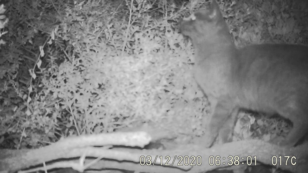 Federal Inquiry into Cats - Landcare Tasmania's submission