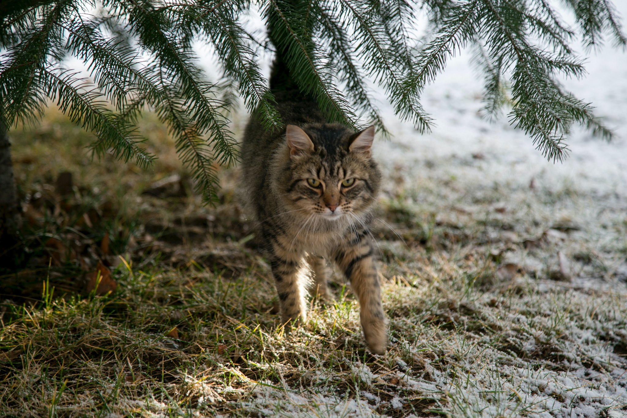 Feral - What to do about cats in the wild