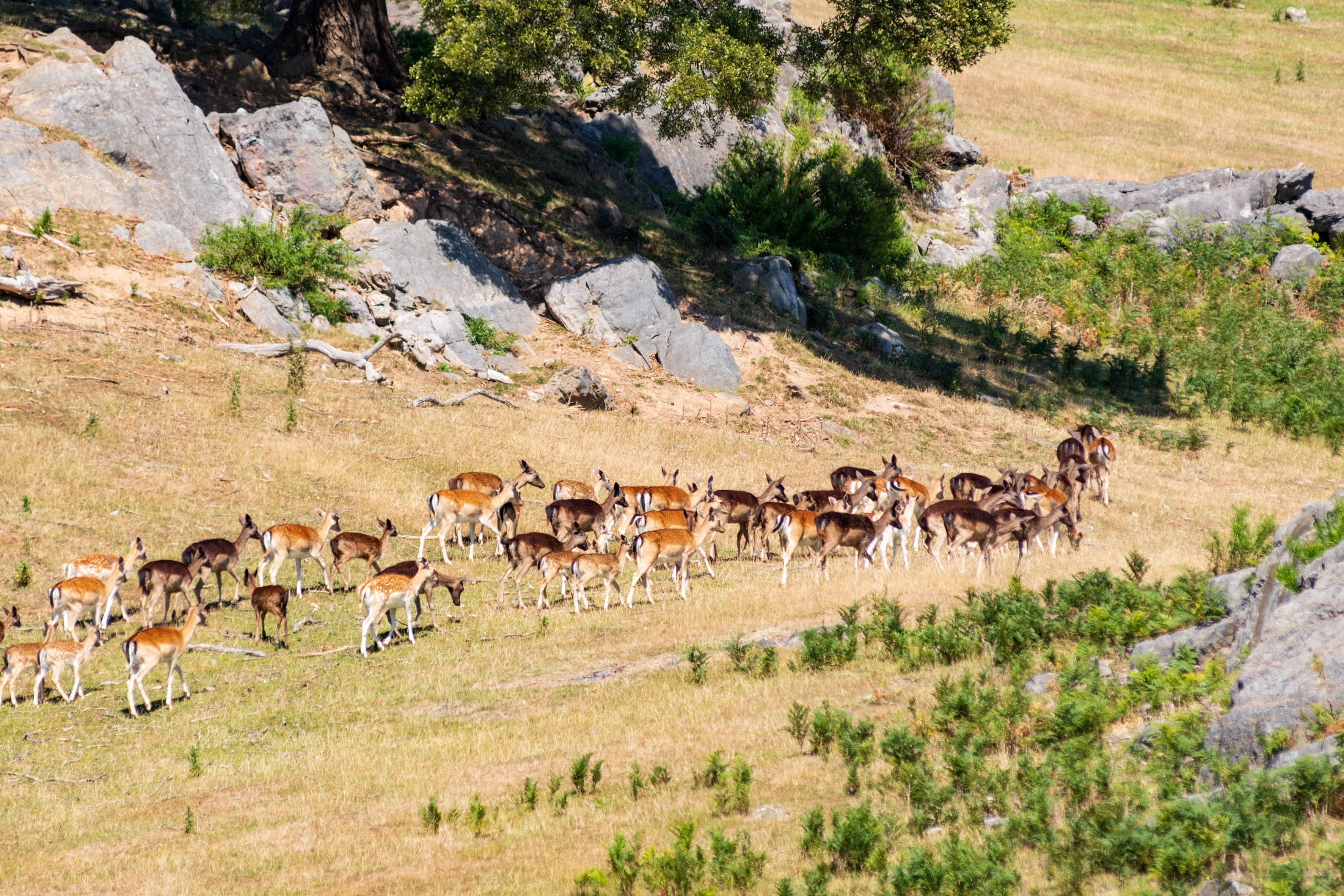 Capturing the Deer Problem Using Tassie Deer Spotter