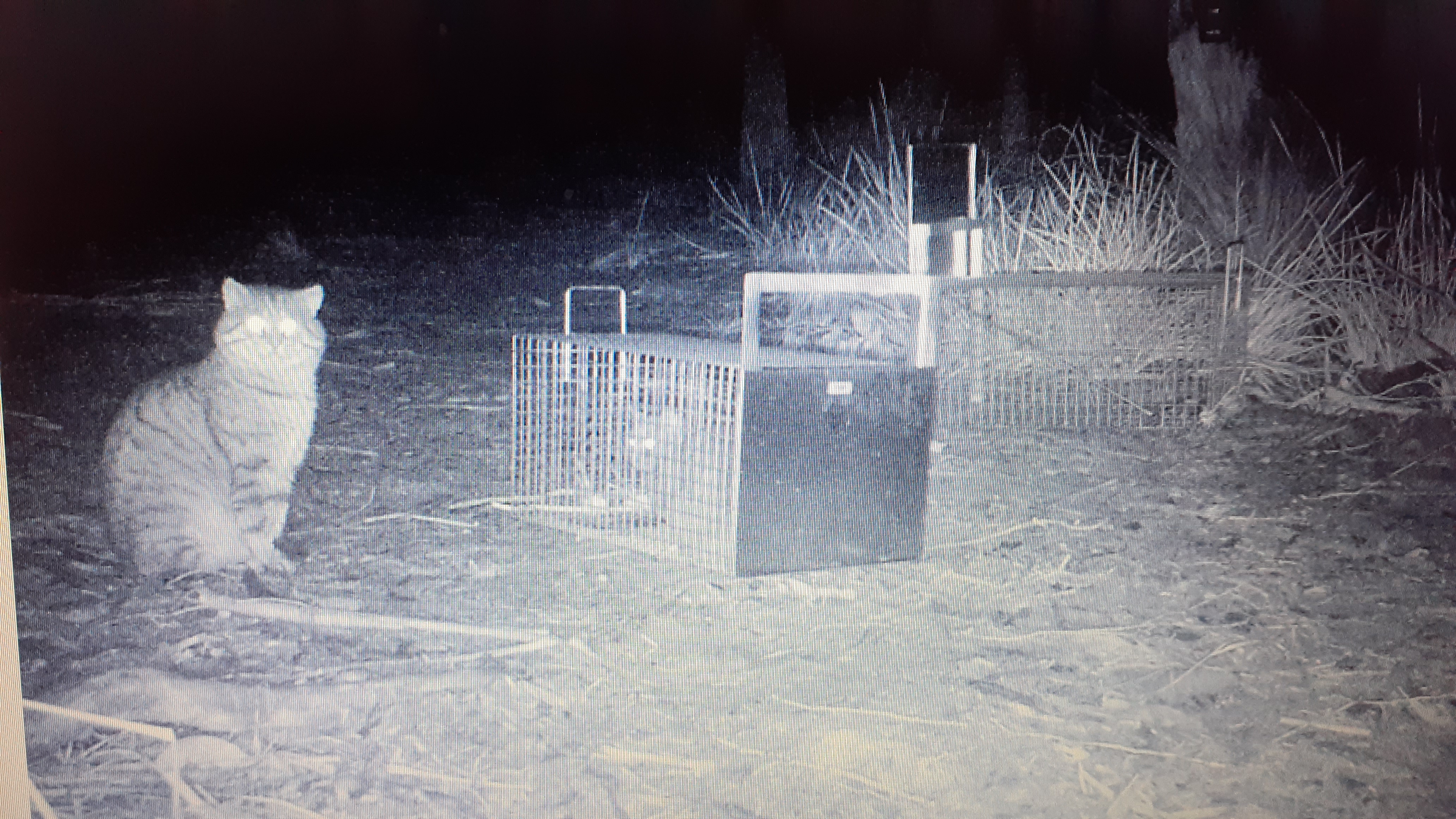 Feral Cats - Impact to Action - What you can do 