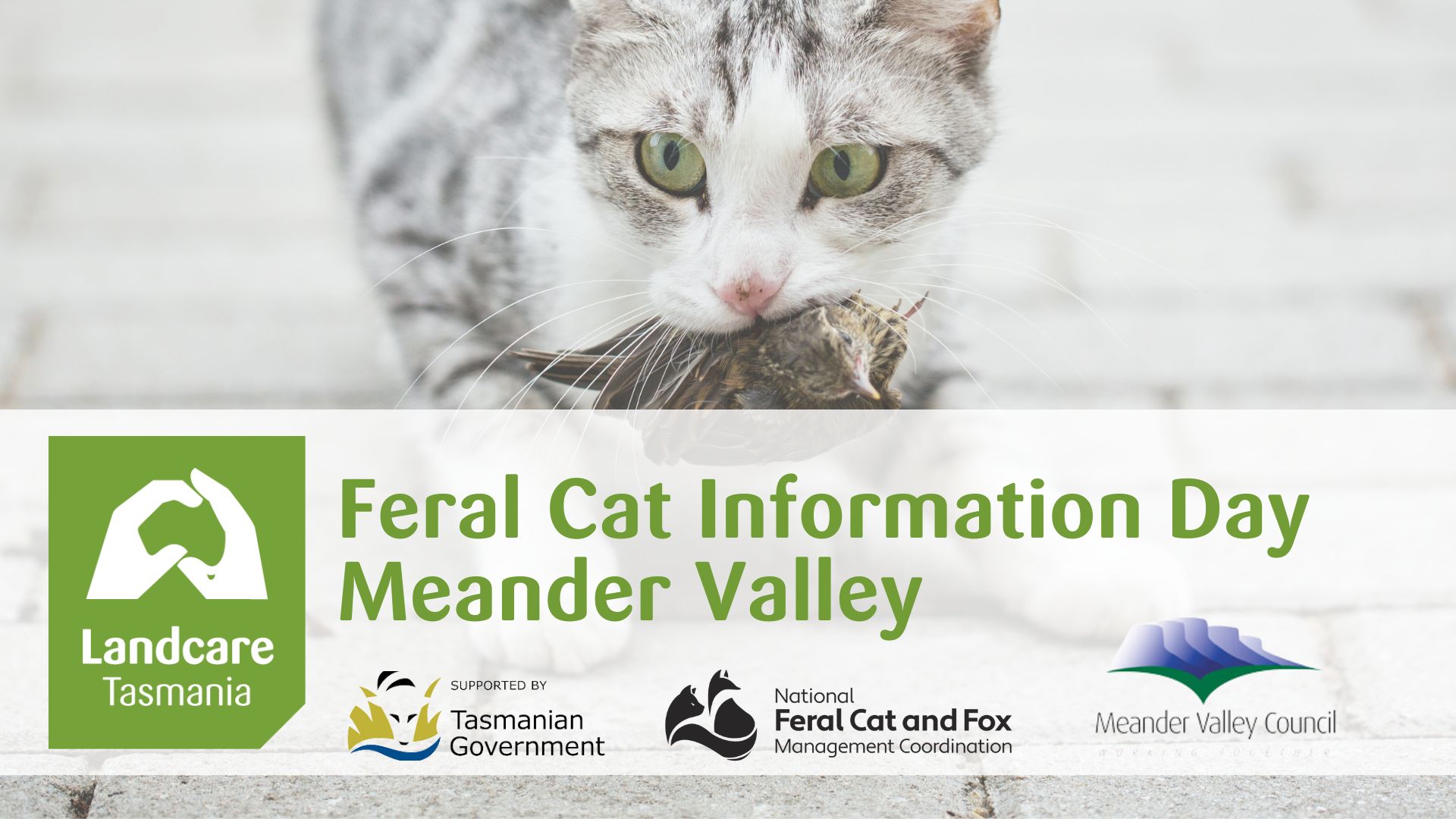 The impact of feral cats in the Meander Valley