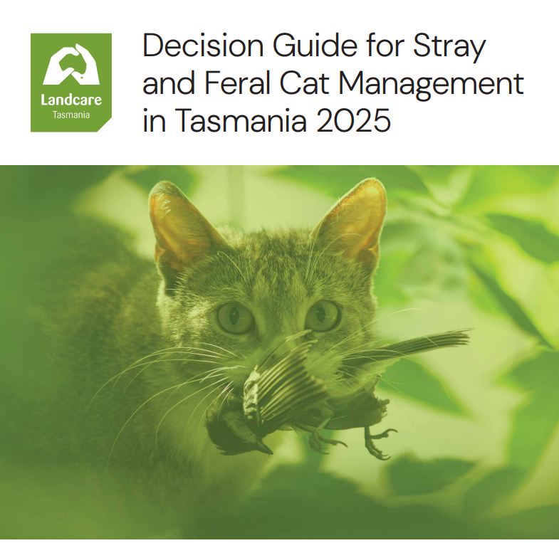 New guide aims to provide more clarity in feral cat management