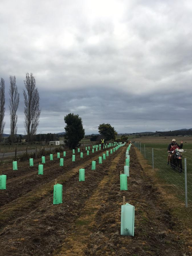 Increasing landscape connectivity & habitat in the Meander Valley