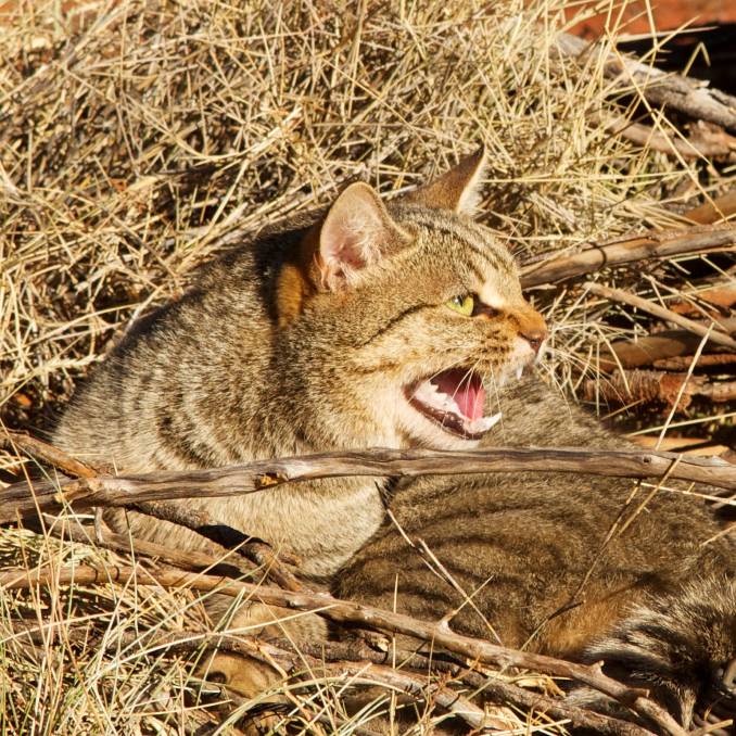 Community Informed - Cat Info Sessions 