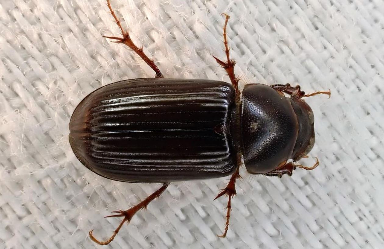 Dung Beetle Surveys 